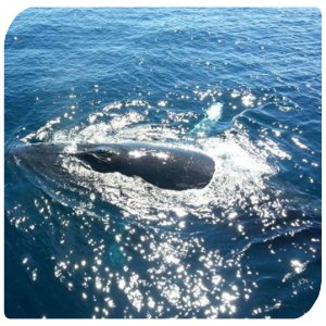 Backpacker-Australien-Whalewatching