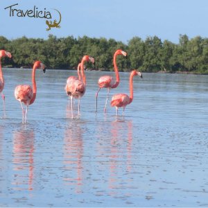 Backpacking Mexiko - Flamingos