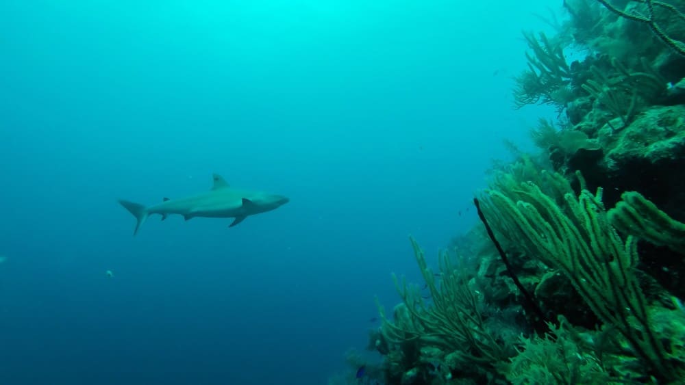 Belize Barrier Reef