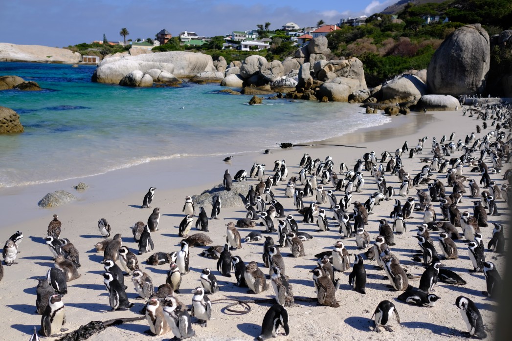 Boulders Beach in Simon's Town