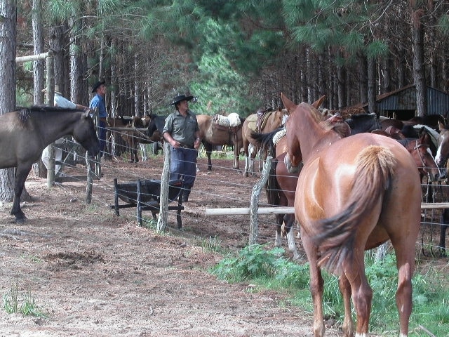 Die Pampa, eine Grassteppe im südöstlichen Teil von Südamerika ist die Heimat der Gauchos