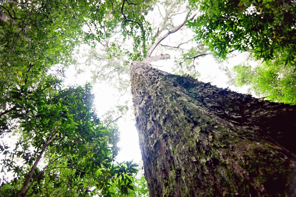 Knysna Forest