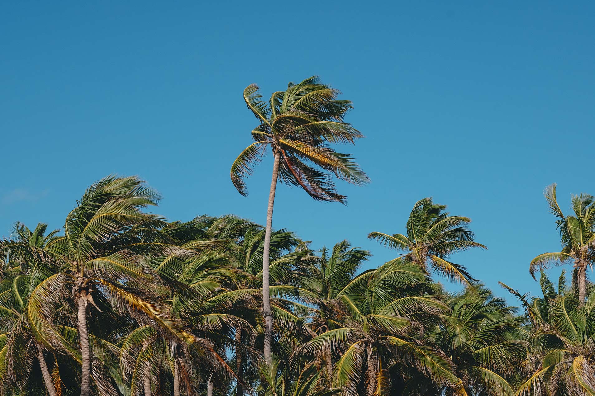 Kokos-palmenhaine der Isla Mujeres
