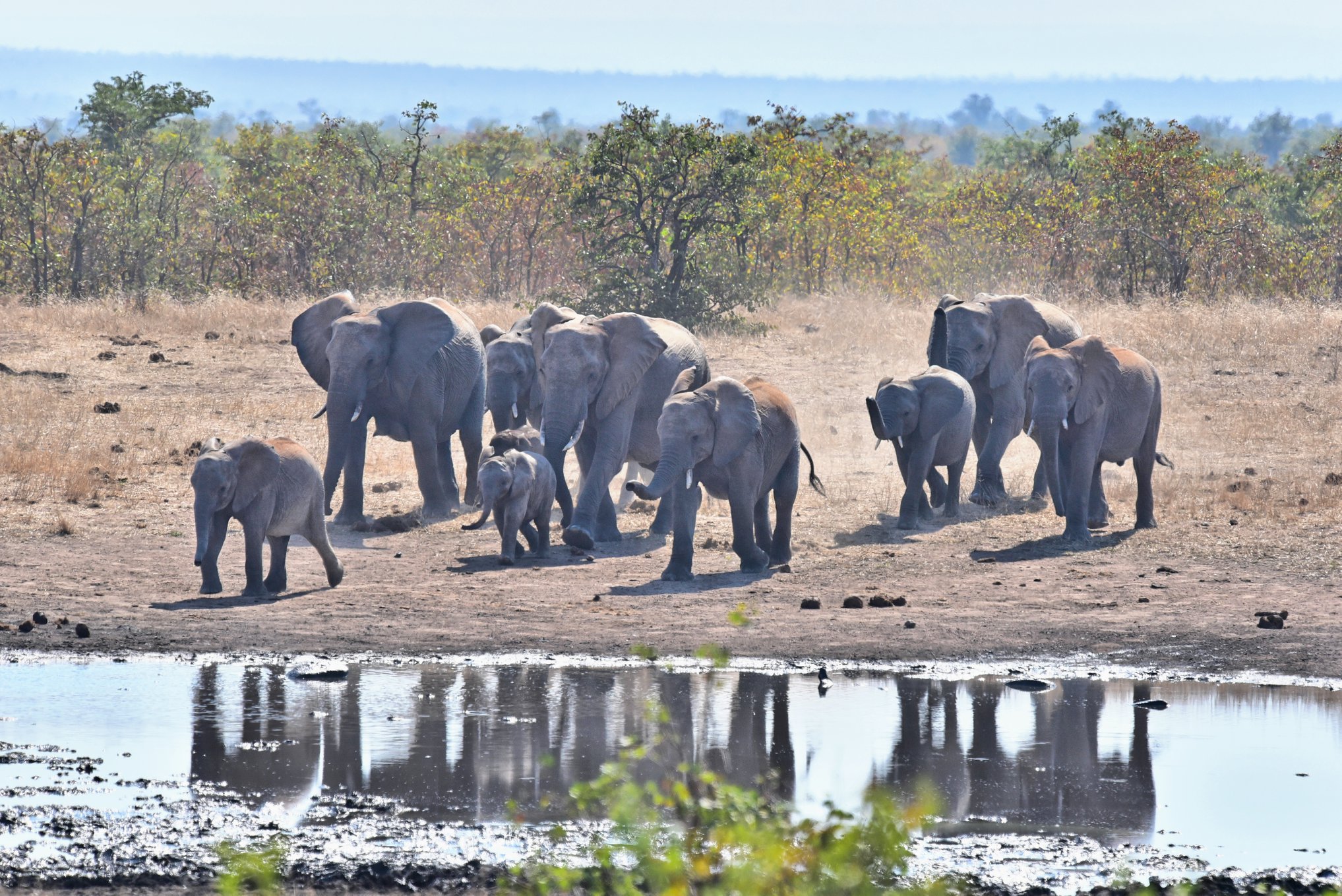 Kruger-Nationalpark in Südafrika