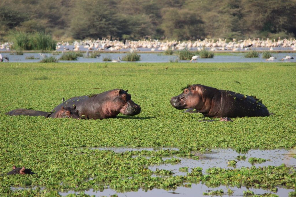 Lake-Manyara, Hippo, Tasmania