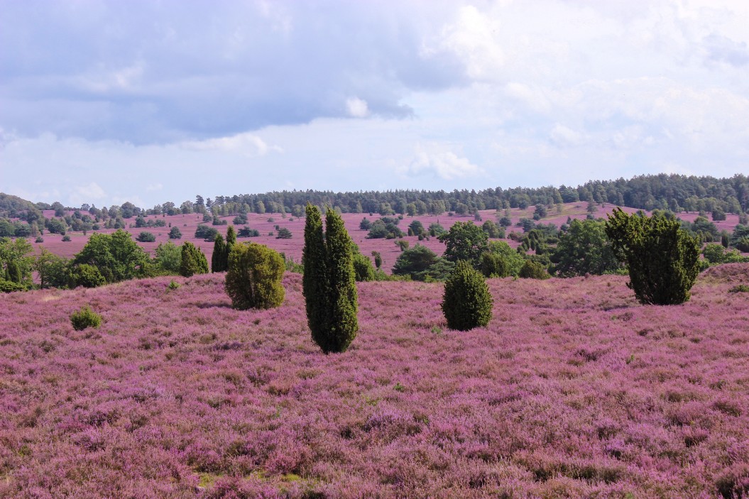 Lüneburger Heide