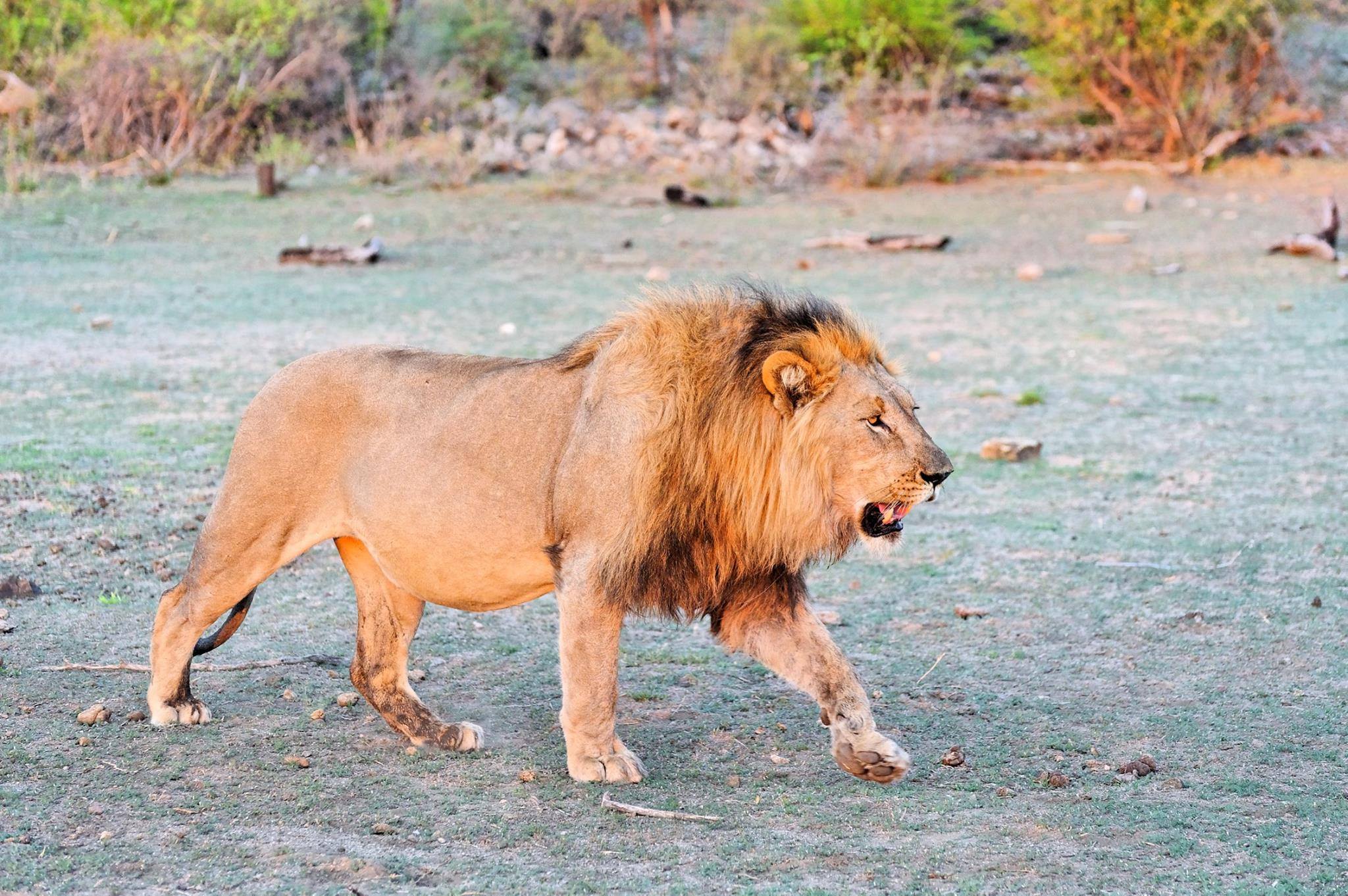 Löwe in Madikwe Game Reserve