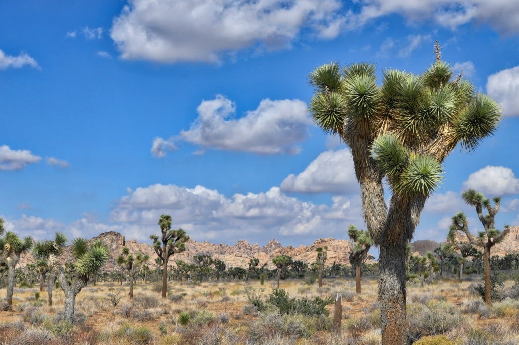 Mojave Desert in Kalifornien