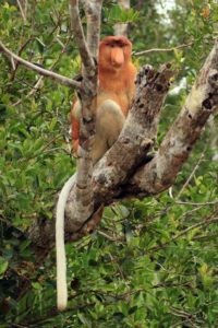 Nassenaffen_Borneo
