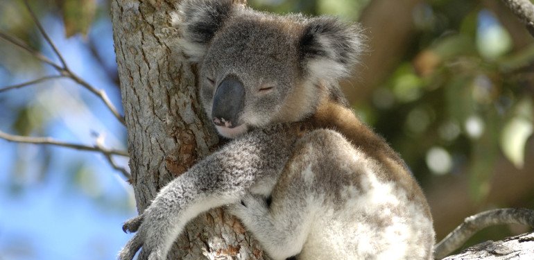 Australien, Koala