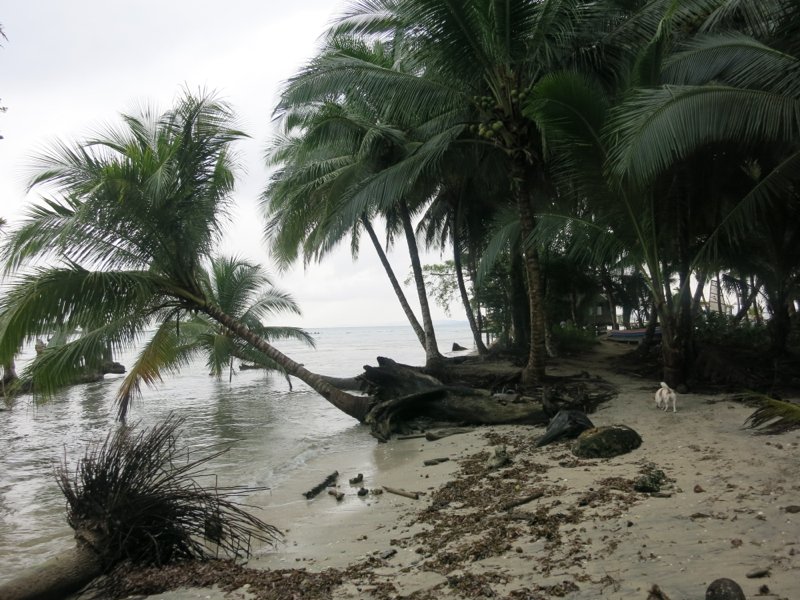 Klima in Bocas del Toro