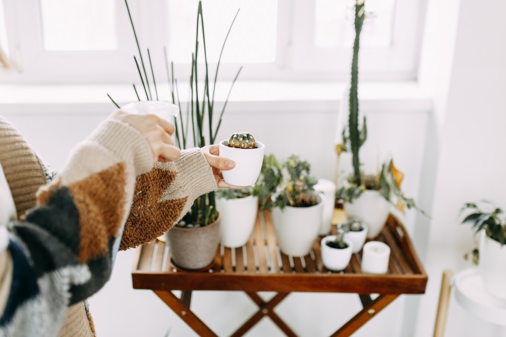 Sich um seine Pflanzen kümmern