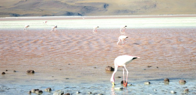 Chiles Atacamawüste: Magische Mondlandschaften, die dir den Atem rauben!