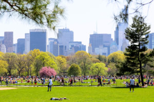 Der Central Park im Sommer