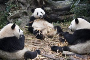 Chengdu_China