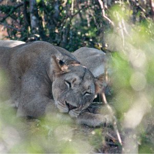 Löwe im Addo Elephant Park