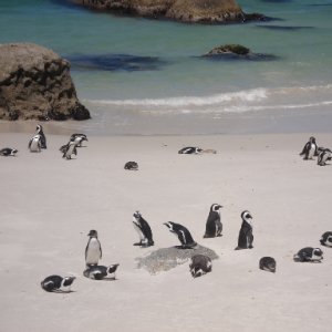 Brillenpinguine Südafrika