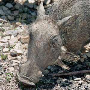 Warzenschwein Südafrika